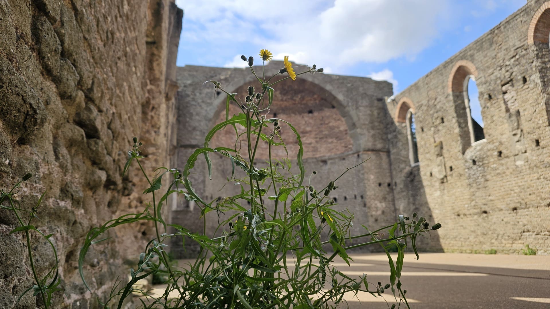 Archeologia e natura: i siti antichi si rivelano rifugi di biodiversità