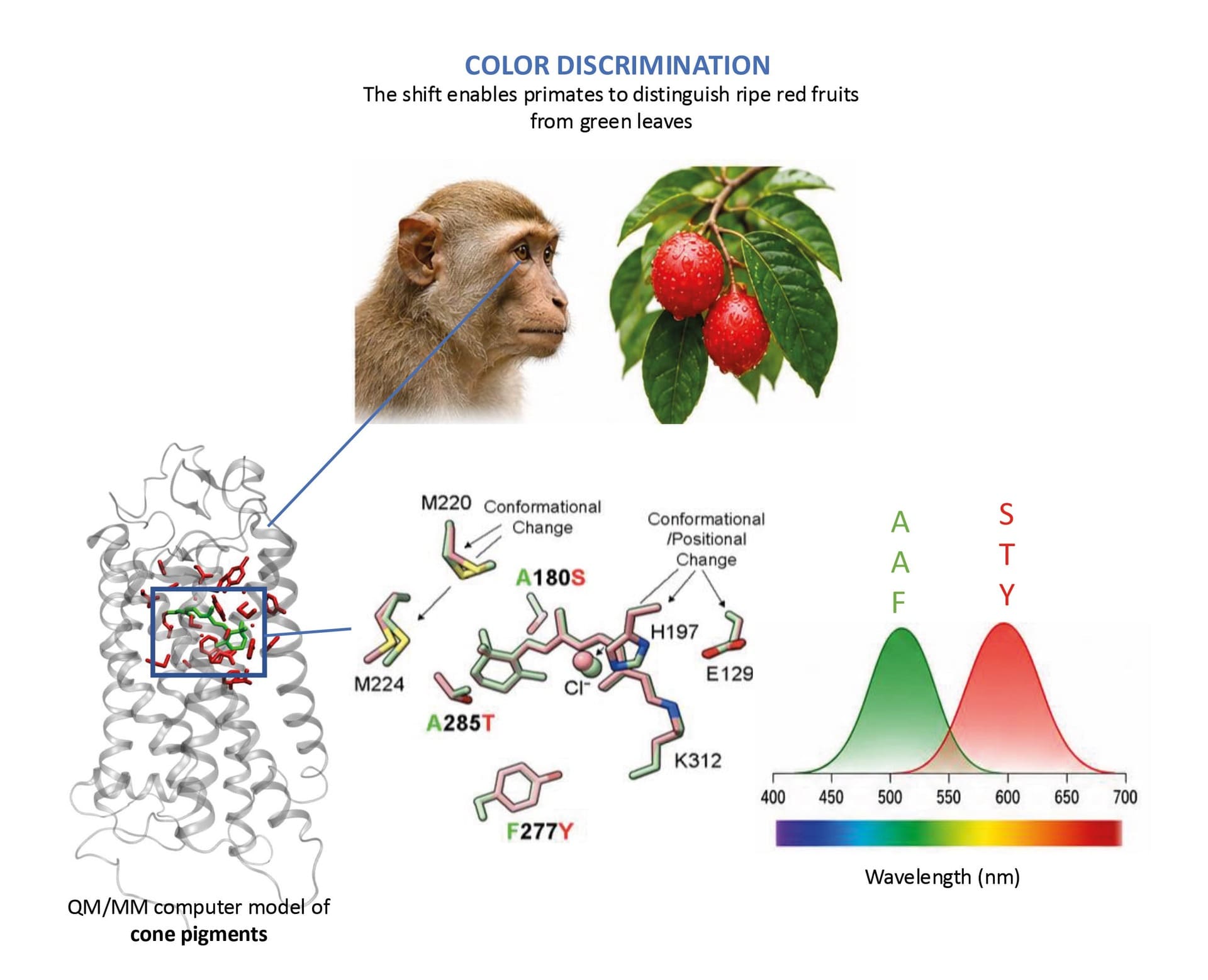 Come vediamo i colori? Su “Science” la struttura molecolare dei pigmenti responsabili della percezione cromatica