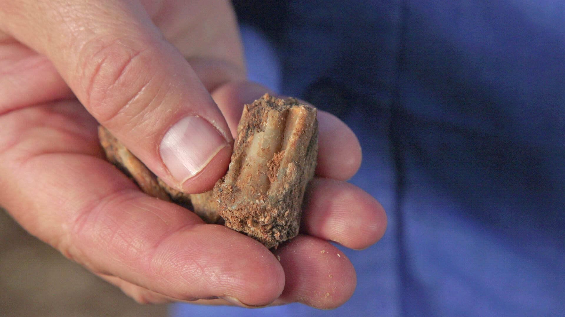 Rare Prehistoric Cave Dating Back 300,000 Years Uncovered South of Haifa