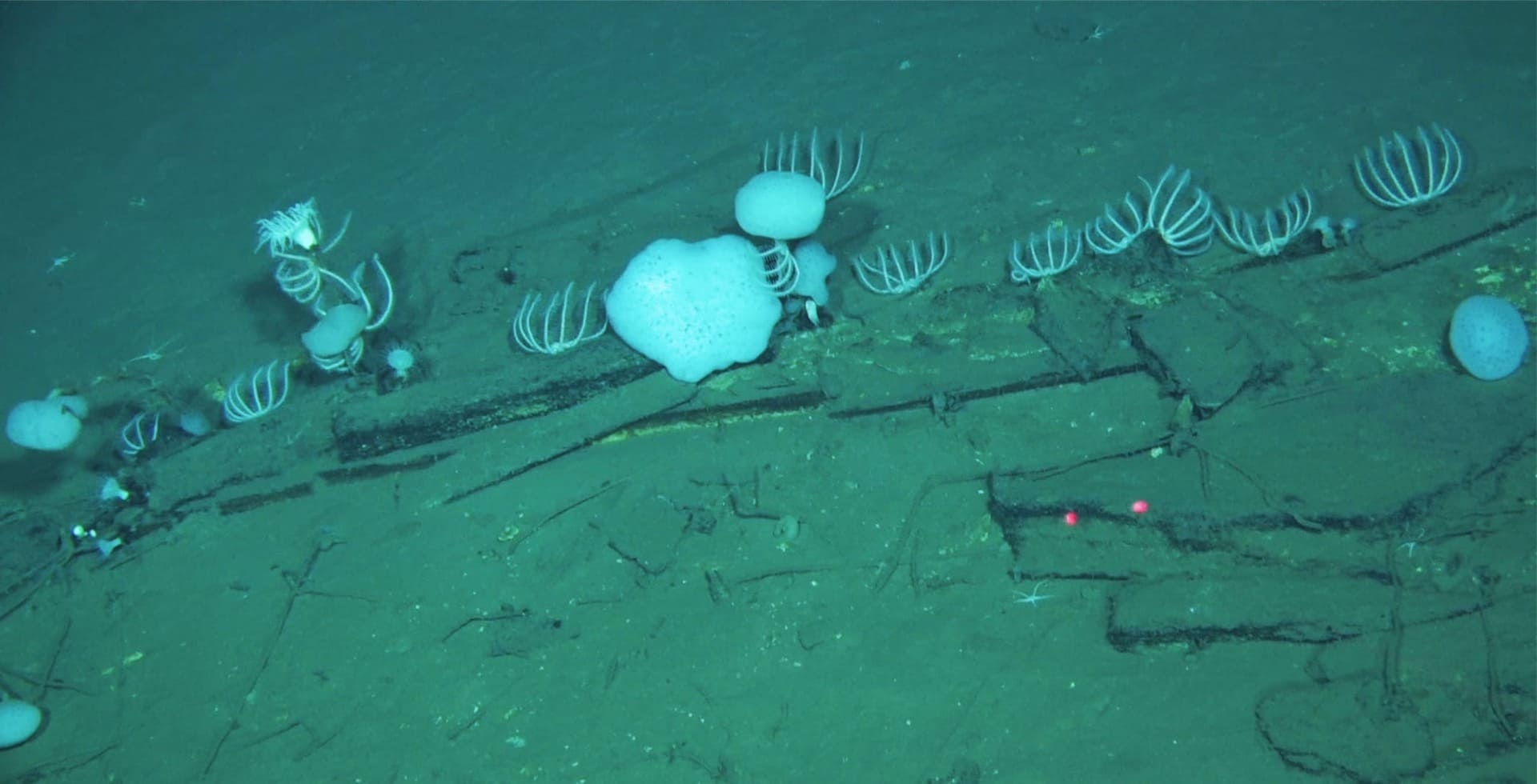 Scoperto nell’Oceano Indiano il più profondo ed esteso cimitero di balene mai ritrovato. Le ossa a 7 Km sotto il mare