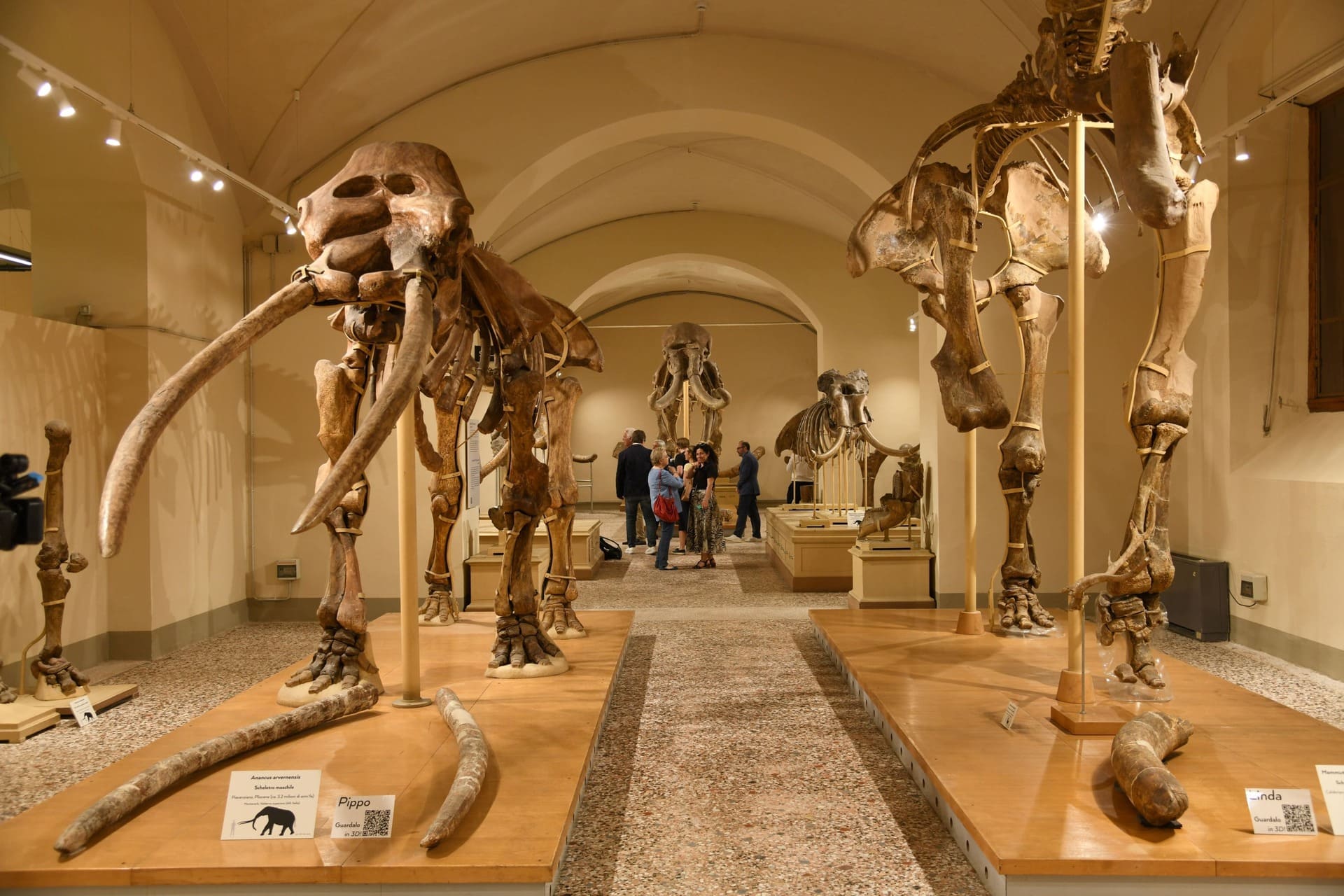 Firenze, riapre il Museo di Geologia e Paleontologia: un viaggio inclusivo nella preistoria della Toscana