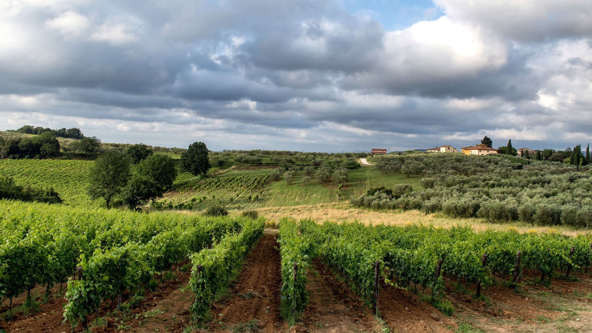 Altro che Sangiovese: duemila anni fa nel Chianti si coltivava… uva bianca