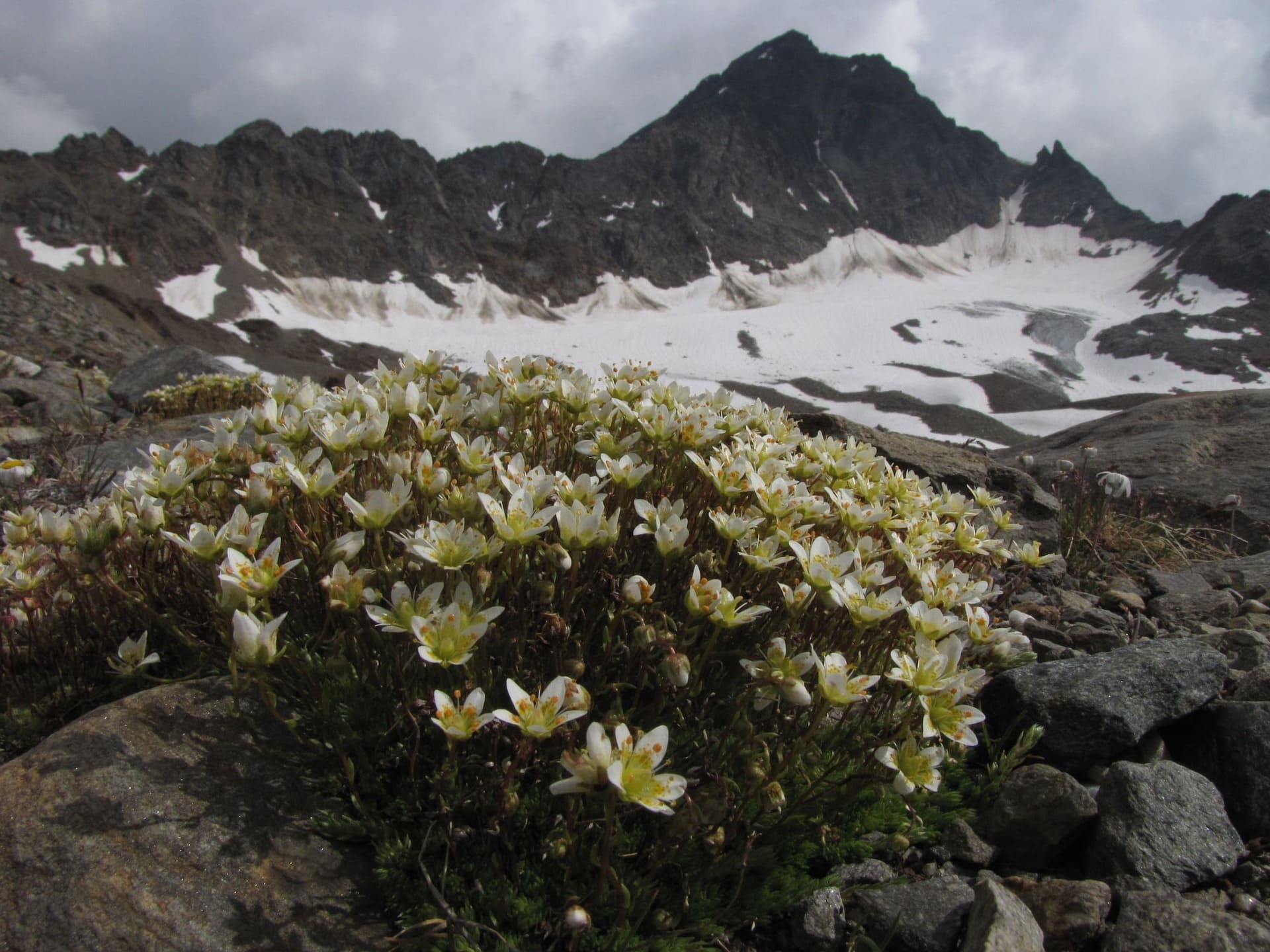 I ghiacciai nascosti sotto le rocce diventano rifugi per la biodiversità alpina minacciata dal clima