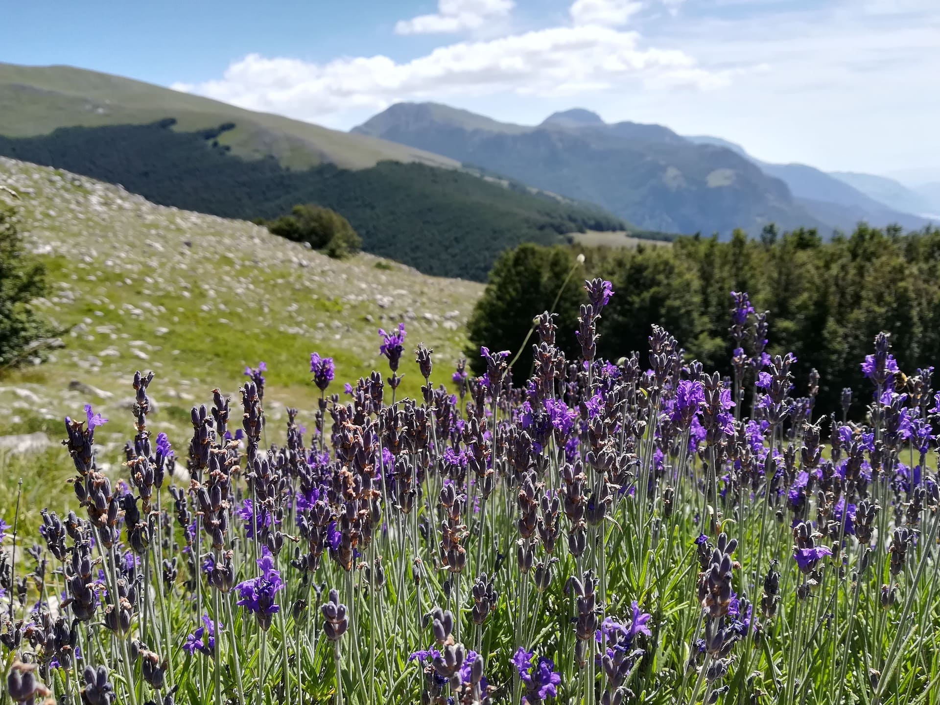 Italia capitale della biodiversità: più di 450 le nuove piante scoperte negli ultimi vent’anni