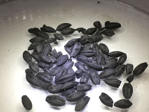 Carne di gazzella, maiale, cereali e resina usata come condimento speziato: così si mangiava in Siria 4.500 anni fa