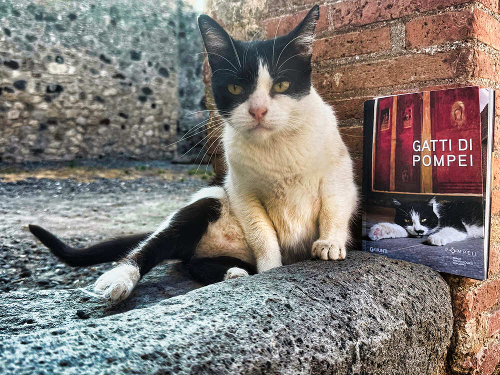 Gatti di Pompei, arriva il libro fotografico dedicato ai felini degli scavi